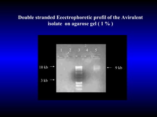 Double stranded Eeectrophoretic profil of the Avirulent isolate  on agarose gel ( 1 % ) 9 kb 10 kb 3 kb 1  2  3  4  5 