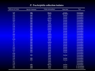 P. Tracheiphila  collection isolates Référence de l’isolat Date de l’isolement Origine géographique Plante hôte   Type   V29   2001   Bizerte   Eureka Chromogène VK 1998 Nabeul lime douce Chromogène V22 2001 Tunis Eureka Chromogène V25 2001 Tunis Eureka Chromogène V23 2001 Nabeul Eureka Chromogene VH2 2001 Bizerte Eureka Chromogène VX 2001 Tunis Eureka Chromogène V4 2001 Tunis Eureka Chromogène V14 2001 Nabeul Eureka Chromogène V30 2001 Nabeul Eureka Chromogène V12 2001 Nabeul Eureka Chromogène V13 2001 Nabeul Eureka Chromogène VD 2001 Tunis Eureka Chromogène VY 2001 Tunis Eureka Chromogène VH3 2001 Nabeul Eureka Chromogène V21 2001 Nabeul Eureka Chromogène V2 2001 Nabeul Eureka Chromogène VPM 2000 Tunis Eureka Chromogène V6 2001 Tunis Eureka Chromogène V7 2001 Nabeul Eureka Chromogène V8 2001 Tunis Eureka Chromogène V5 2001 Tunis Eureka Chromogène V24 2001 Tunis Eureka Chromogène V26 2001 Tunis Eureka Chromogène VT1 2001 Tunis Eureka Chromogène V3 2001 Tunis Eureka Chromogène VI26 - Italie - Chromogène V28 2001 Tunis Eureka Chromogène V66 - Italie - Chromogène V10 2001 Tunis Eureka Chromogène V11 2001 Tunis Eureka Chromogène VI1 - Tunis - Chromogène V48 - Tunis - Chromogène V27 2001 Bizerte Eureka Chromogène VR 2000 Tunis Eureka N. Chromogène VPt 2000 Tunis Eureka N. Chromogène           