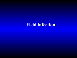 Field infection 