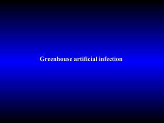 Greenhouse artificial infection 