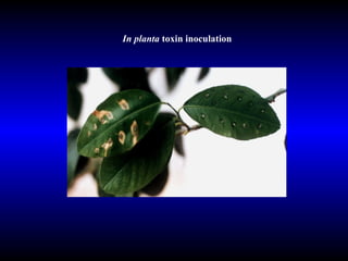In planta  toxin inoculation  