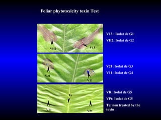 VR Te VPt V11 V21 VH2 V13 Foliar phytotoxicity toxin Test  V13:  Isolat de G1 VH2: Isolat de G2 V21: Isolat de G3 V11: Isolat de G4 VR: Isolat de G5 VPt: Isolat de G5 Te: non treated by the toxin  