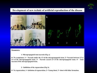 Development of new technic of artificial reproduction of the disease Parameters: 1- Micropropagated stem necrosis (Fig. a) 0= No symptomes; 1=  Necrosis under the 1/3 of the micropropagated stem; 2= Necrosis between 1/3 et 2/3 of the micropropagated stem; 3=  Necrosis exceed 2/3 of the micropropagated stem; 4=  Total necrosis of the micropropagated stem. 2-  Inhibition of the regeneration (Fig. b) 0= No regeneration; 1= Initiation of regeneration;  2= Young shoot; 3= shoot  with   foliar  formation .  2 0 1 3 b a 
