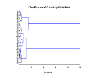 Classification of  P. tracheiphila  isolates 