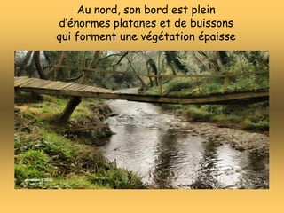 Au nord, son bord est plein
d’énormes platanes et de buissons
qui forment une végétation épaisse
 