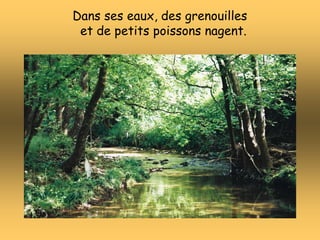 Dans ses eaux, des grenouilles
et de petits poissons nagent.
 