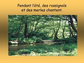 Pendant l’été, des rossignols
et des merles chantent.
 