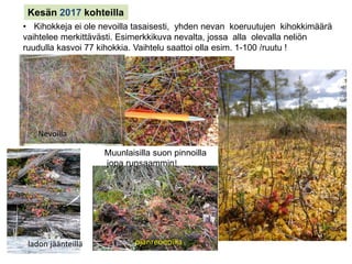 • Kihokkeja ei ole nevoilla tasaisesti, yhden nevan koeruutujen kihokkimäärä
vaihtelee merkittävästi. Esimerkkikuva nevalta, jossa alla olevalla neliön
ruudulla kasvoi 77 kihokkia. Vaihtelu saattoi olla esim. 1-100 /ruutu !
ojanreunoillaladon jäänteillä
Nevoilla
Muunlaisilla suon pinnoilla
jopa runsaammin!
Kesän 2017 kohteilla
 