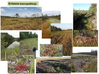Erilaisia kasvupaikkoja
 