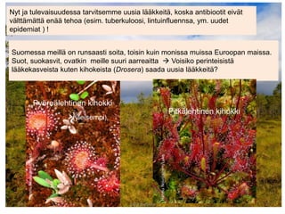 Suomessa meillä on runsaasti soita, toisin kuin monissa muissa Euroopan maissa.
Suot, suokasvit, ovatkin meille suuri aarreaitta  Voisiko perinteisistä
lääkekasveista kuten kihokeista (Drosera) saada uusia lääkkeitä?
9.3.2019 Leila Korpela 2
Pyöreälehtinen kihokki
Pitkälehtinen kihokki
(yleisempi)
HannuNousiainen/Luke
HannuNousiainen/Luke
Nyt ja tulevaisuudessa tarvitsemme uusia lääkkeitä, koska antibiootit eivät
välttämättä enää tehoa (esim. tuberkuloosi, lintuinfluennsa, ym. uudet
epidemiat ) !
 