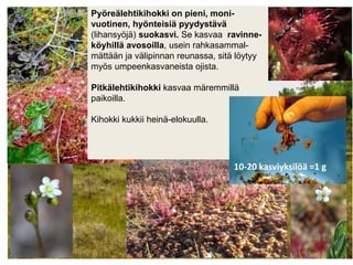 9.3.2019 Leila Korpela 3
HannuNousiainen/Luke
Pyöreälehtikihokki on pieni, moni-
vuotinen, hyönteisiä pyydystävä
(lihansyöjä) suokasvi. Se kasvaa ravinne-
köyhillä avosoilla, usein rahkasammal-
mättään ja välipinnan reunassa, sitä löytyy
myös umpeenkasvaneista ojista.
Pitkälehtikihokki kasvaa märemmillä
paikoilla.
Kihokki kukkii heinä-elokuulla.
10-20 kasviyksilöä =1 g
 