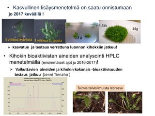 • Kasvullinen lisäysmenetelmä on saatu onnistumaan
jo 2017 keväällä !
3 viikkoa 1. jaosta3 viikkoa kylvöstä
 kasvatus ja testaus verrattuna luonnon kihokkiin jatkuu!
0,3 g
14g
> 4,5kk
• Kihokin bioaktiivisten aineiden analysointi HPLC
menetelmällä (ensimmäiset ajot jo 2016-2017)!
 Vaikuttavien aineiden ja kihokin kokonais -bioaktiivisuuden
testaus jatkuu (Jenni Tienaho )
Taimia talvisilmuista labrassa
 