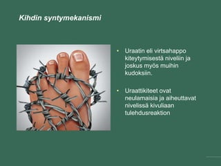 Kihdin syntymekanismi
• Uraatin eli virtsahappo
kiteytymisestä niveliin ja
joskus myös muihin
kudoksiin.
• Uraattikiteet ovat
neulamaisia ja aiheuttavat
nivelissä kivuliaan
tulehdusreaktion
 