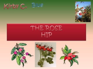 Kirby C. Blue THE ROSE HIP 