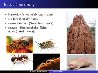 Eusociálne druhy
blanokrídly hmyz: včely, osy, mravce
niektoré chrobáky, vošky
niektoré kôrovce (Synalpheus regalis)
cicavce - Heterocephalus Glaber
rypoš (naked molerat)
Kristína Kik Rebrová The Hive Mind
 