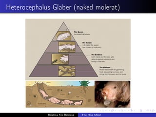 Heterocephalus Glaber (naked molerat)
Kristína Kik Rebrová The Hive Mind
 