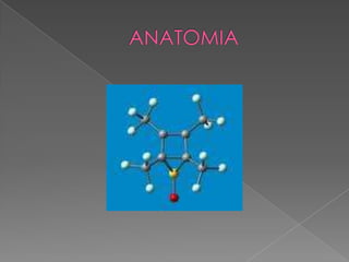 ANATOMIA