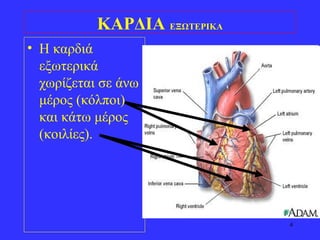 4
• Η καρδιά
εξωτερικά
χωρίζεται σε άνω
μέρος (κόλποι)
και κάτω μέρος
(κοιλίες).
ΚΑΡΔΙΑ ΕΞΩΤΕΡΙΚΑ
 