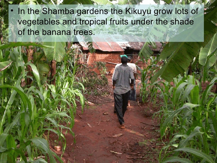 Image result for kikuyus farming