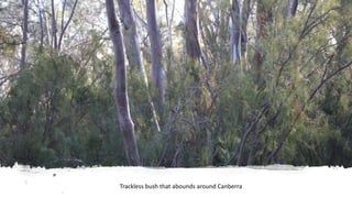 Trackless bush that abounds around Canberra
 