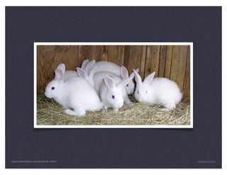 LEAN UX FUNDAMENTALS, KELLOGG EDITION 04/2011   JANICE@LUXR.CO
 