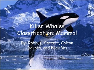 Killer Whales Classification: Mammal By: Robb, (, Garrett, Colton Dakota, and Nick W) 