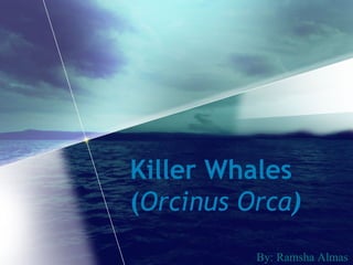 Killer Whales ( Orcinus Orca ) By: Ramsha Almas 