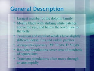 General Description Largest member of the dolphin family Mostly black with striking white patches above the eye, and below the lower jaw to the belly Transient  and  resident  whales have slightly different dorsal fins and saddle patches Average life expectancy :  M : 30 yrs,  F : 50 yrs Resident populations cover area of hundreds of square kms Transient populations often move through an area rapidly 