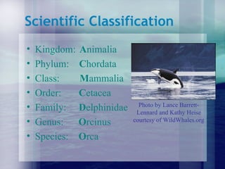 Scientific Classification Kingdom:  A nimalia Phylum:  C hordata Class:  M ammalia Order:  C etacea Family:  D elphinidae Genus:  O rcinus Species:  O rca Photo by Lance Barrett-Lennard and Kathy Heise courtesy of WildWhales.org 