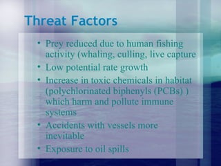 Threat Factors Prey reduced due to human fishing activity (whaling, culling, live capture Low potential rate growth Increase in toxic chemicals in habitat (polychlorinated biphenyls (PCBs) ) which harm and pollute immune systems Accidents with vessels more inevitable Exposure to oil spills 