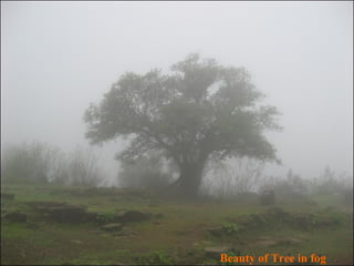 Beauty of Tree in fog 