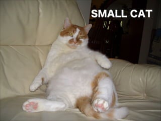 SMALL CAT
 