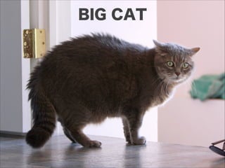 BIG CAT
 