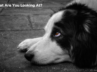 at Are You Looking At?
 