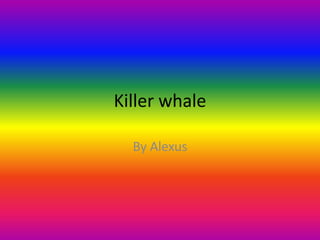 Killer whale By Alexus 
