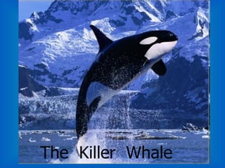 The  Killer  Whale 