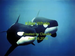 Killer Whale Created by Claudia  April 26,2010 