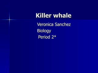Killer whale Veronica Sanchez   Biology Period 2* 