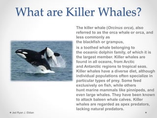 What are Killer Whales?
The killer whale (Orcinus orca), also
referred to as the orca whale or orca, and
less commonly as
the blackfish or grampus,
is a toothed whale belonging to
the oceanic dolphin family, of which it is
the largest member. Killer whales are
found in all oceans, from Arctic
and Antarctic regions to tropical seas.
Killer whales have a diverse diet, although
individual populations often specialize in
particular types of prey. Some feed
exclusively on fish, while others
hunt marine mammals like pinnipeds, and
even large whales. They have been known
to attack baleen whale calves. Killer
whales are regarded as apex predators,
lacking natural predators.
Jed Ryan J. Eldian
 