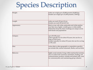 Species Description
Weight: males can weigh up to 22,000 pounds (10,000 kg);
females can weigh up to 16,500 pounds (7,500 kg)
Length: males can reach 32 feet (10 m);
females can reach 28 feet (8.5 m)
Appearance: black on top with white undersides and white patches
near their eyes; highly variable gray or white saddle
behind the dorsal fin; these markings are unique across
individuals and populations
Lifespan: up to 50-100 years:
males typically live for about 30 years, but can live as
long as 50-60 years;
females typically live about 50 years, but can live as long
as 100 years
Diet: varies (diet is often geographic or population specific),
can include fish, marine mammals, sharks, and sea birds
Behavior: highly social animals, living within matriarchal societies;
rely on underwater sound for orientation, feeding, and
communication; produce whistles and pulsed calls, used
for communication and maintaining group cohesion
Jed Ryan J. Eldian
 