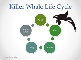 Killer Whale Life Cycle
Adult
Calf
JuvenileYoung
Young
Adult
Jed Ryan J. Eldian
 