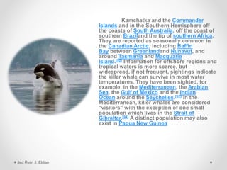 Kamchatka and the Commander
Islands and in the Southern Hemisphere off
the coasts of South Australia, off the coast of
southern Braziland the tip of southern Africa.
They are reported as seasonally common in
the Canadian Arctic, including Baffin
Bay between Greenlandand Nunavut, and
around Tasmania and Macquarie
Island.[92] Information for offshore regions and
tropical waters is more scarce, but
widespread, if not frequent, sightings indicate
the killer whale can survive in most water
temperatures. They have been sighted, for
example, in the Mediterranean, the Arabian
Sea, the Gulf of Mexico and the Indian
Ocean around the Seychelles.[92] In the
Mediterranean, killer whales are considered
"visitors" with the exception of one small
population which lives in the Strait of
Gibraltar.[94] A distinct population may also
exist in Papua New Guinea
Jed Ryan J. Eldian
 