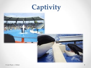 Captivity
Jed Ryan J. Eldian
 