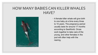 Killer whale | PPT
