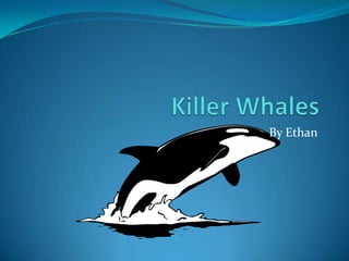 Killer Whales By Ethan 