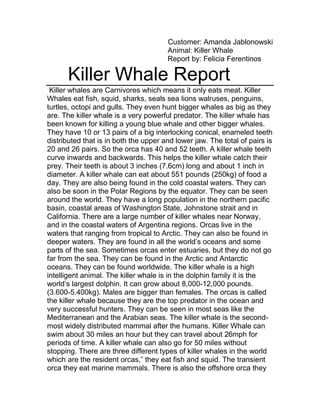 Customer: Amanda Jablonowski
Animal: Killer Whale
Report by: Felicia Ferentinos
Killer Whale Report
Killer whales are Carnivores which means it only eats meat. Killer
Whales eat fish, squid, sharks, seals sea lions walruses, penguins,
turtles, octopi and gulls. They even hunt bigger whales as big as they
are. The killer whale is a very powerful predator. The killer whale has
been known for killing a young blue whale and other bigger whales.
They have 10 or 13 pairs of a big interlocking conical, enameled teeth
distributed that is in both the upper and lower jaw. The total of pairs is
20 and 26 pairs. So the orca has 40 and 52 teeth. A killer whale teeth
curve inwards and backwards. This helps the killer whale catch their
prey. Their teeth is about 3 inches (7.6cm) long and about 1 inch in
diameter. A killer whale can eat about 551 pounds (250kg) of food a
day. They are also being found in the cold coastal waters. They can
also be soon in the Polar Regions by the equator. They can be seen
around the world. They have a long population in the northern pacific
basin, coastal areas of Washington State, Johnstone strait and in
California. There are a large number of killer whales near Norway,
and in the coastal waters of Argentina regions. Orcas live in the
waters that ranging from tropical to Arctic. They can also be found in
deeper waters. They are found in all the world’s oceans and some
parts of the sea. Sometimes orcas enter estuaries, but they do not go
far from the sea. They can be found in the Arctic and Antarctic
oceans. They can be found worldwide. The killer whale is a high
intelligent animal. The killer whale is in the dolphin family it is the
world’s largest dolphin. It can grow about 8,000-12,000 pounds.
(3.600-5.400kg). Males are bigger than females. The orcas is called
the killer whale because they are the top predator in the ocean and
very successful hunters. They can be seen in most seas like the
Mediterranean and the Arabian seas. The killer whale is the second-
most widely distributed mammal after the humans. Killer Whale can
swim about 30 miles an hour but they can travel about 26mph for
periods of time. A killer whale can also go for 50 miles without
stopping. There are three different types of killer whales in the world
which are the resident orcas,” they eat fish and squid. The transient
orca they eat marine mammals. There is also the offshore orca they
 