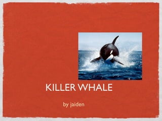 KILLER WHALE
   by jaiden
 