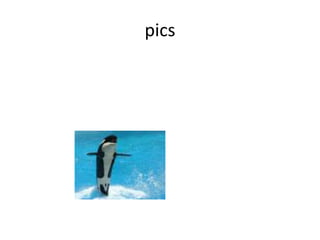 pics
