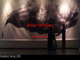 Killer Whales By Anthony 