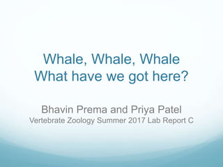 Whale, Whale, Whale
What have we got here?
Bhavin Prema and Priya Patel
Vertebrate Zoology Summer 2017 Lab Report C
 